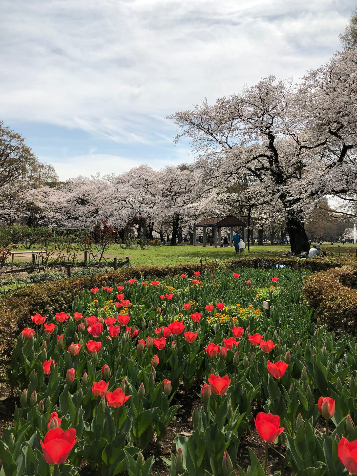 AOYAMA & Harajuku