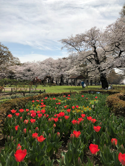 AOYAMA & Harajuku