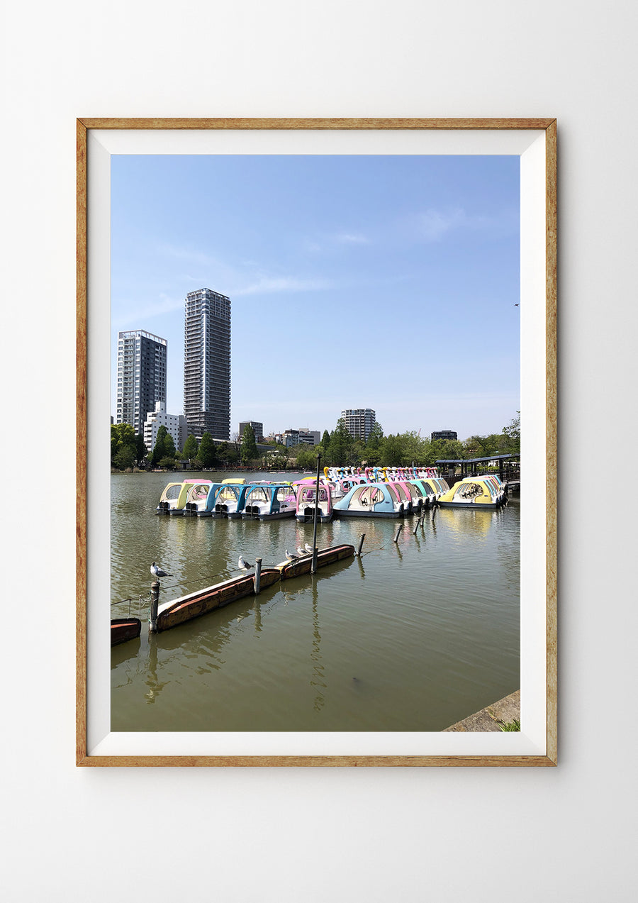 Swan boats